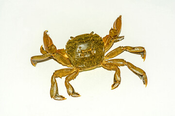 Small green tidal crab or rice field crab on white background.