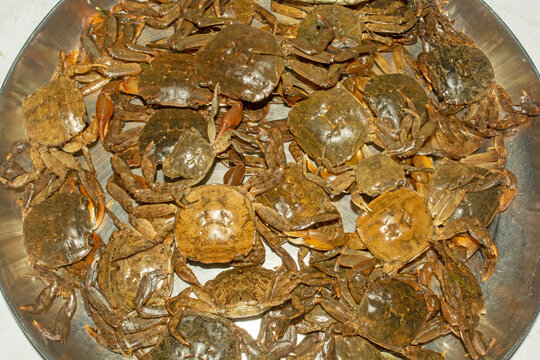 Small green tidal crabs or rice field crabs on a steel thali.