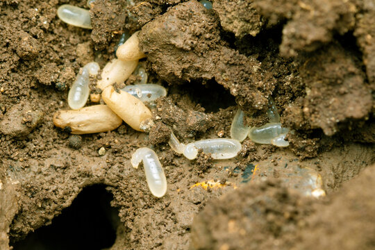 Eggs of carpenter ants, Camponotus herculeanus, Satara, Maharashtra, India