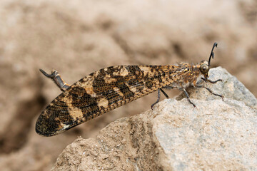 Lateral  closeup of Antlion, Indopalpares pardus, Satara, Maharashtra, India