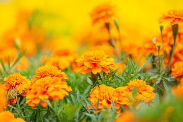 オレンジ色のマリーゴールド