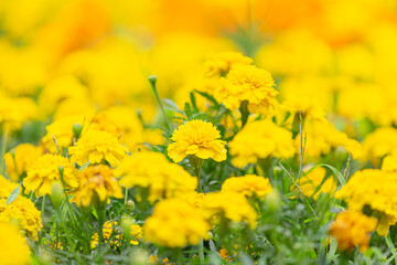 黄色のマリーゴールド