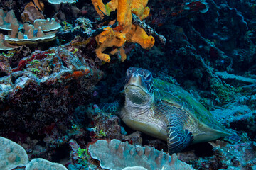 sea turtle nature photo