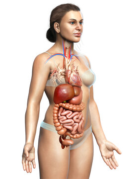 3d rendered medically accurate illustration of female Digestive System with heart