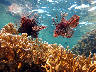 Lion Fish in the Red Sea.
