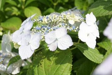 アジサイの花