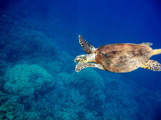 Sea turtles. Large reef turtle Bissa on the reefs of the Red Sea.