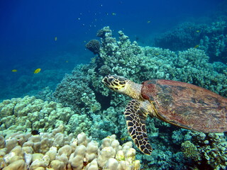 Naklejka na ściany i meble Sea turtles. Great Reef Turtle. Bissa,