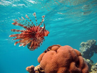 Lion Fish in the Red Sea.