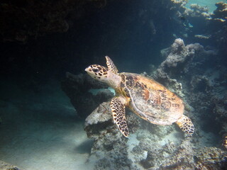 Fototapeta na wymiar Sea turtles. Great Reef Turtle. Bissa,