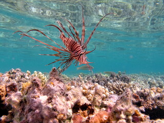 Lion Fish in the Red Sea.