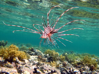 Lion Fish in the Red Sea.