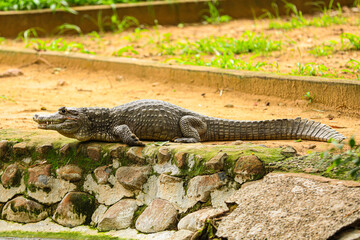 alligator in the swamp