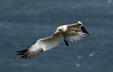 Northern gannets soaring above the cliffs at Bempton in Yorkshire