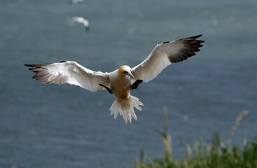 Northern gannets soaring above the cliffs at Bempton in Yorkshire