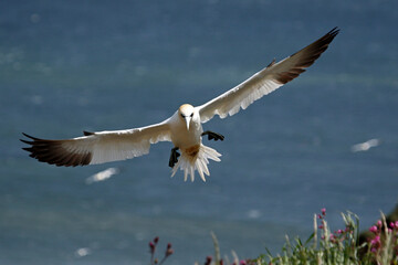 Northern gannets soaring above the cliffs at Bempton in Yorkshire