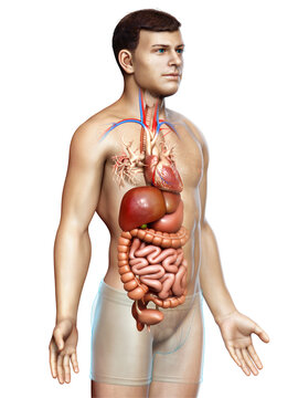 3d rendered medically accurate illustration of male Digestive System