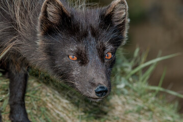 Fototapeta premium Wyspy Pribilof Lis polarny (Alopex lagopus pribilofensis) na wyspie St. George, Wyspy Pribilof, Alaska, USA