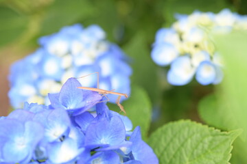 蟷螂と紫陽花の花