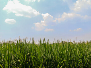 Obraz premium Zielone pola ryżowe i tło błękitnego nieba i białych chmur. Poczuj dobre zielone pole.