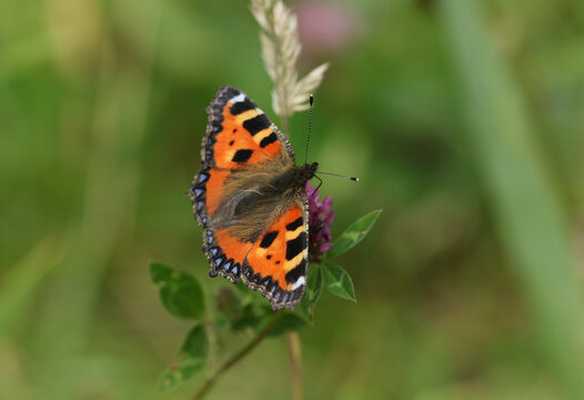 A pretty Small Tortoiseshell Butterfly, Aglais urticae, nectaring on a red clover flower in a meadow in the UK.