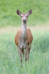 The beautiful Red deer female (Cervus elaphus)