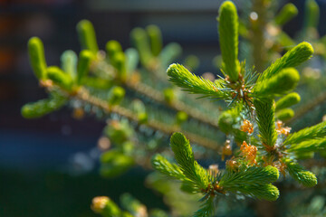 Young shoots of blue spruce. Spring coniferous background. Coniferous branches close-up.