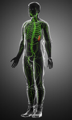 3d rendered medically accurate illustration of a male lymphatic system