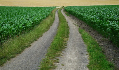 Fototapeta na wymiar dirt road in the corn fields
