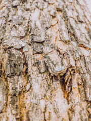 Beautiful natural background. Close-up bottom view of the tree trunk bark and branches. Vintage and faded matt style colour in tinted photo. Ideal for use in vertical design, wallpaper