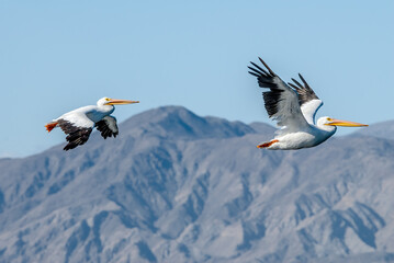 American White Pelican (Pelecanus erythrorhynchos) on Salton Sea, Imperial Valley, California, USA
