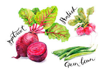 Beetroot, radish and green been
