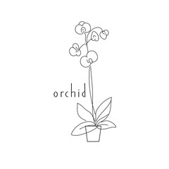 vector illustration plant orchid hand line contour and text