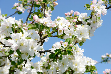 apple blossom on the tree in orchard