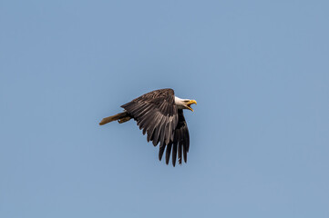 Bald Eagle (Haliaeetus leucocephalus) at Chowiet Island, Semidi Islands, Alaska, USA