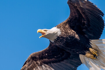 Bald Eagle (Haliaeetus leucocephalus) at Chowiet Island, Semidi Islands, Alaska, USA
