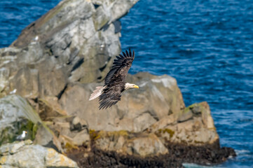 Bald Eagle (Haliaeetus leucocephalus) at Chowiet Island, Semidi Islands, Alaska, USA