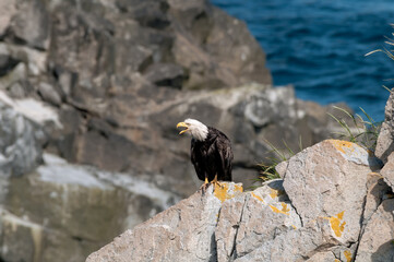 Bald Eagle (Haliaeetus leucocephalus) at Chowiet Island, Semidi Islands, Alaska, USA