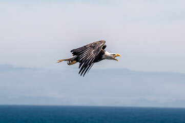 Bald Eagle (Haliaeetus leucocephalus) at Chowiet Island, Semidi Islands, Alaska, USA