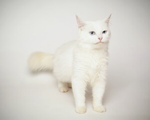 the white cat is being stylish like a child.