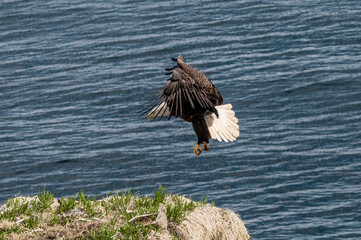 Bald Eagle (Haliaeetus leucocephalus) at Chowiet Island, Semidi Islands, Alaska, USA