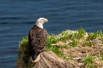 Bald Eagle (Haliaeetus leucocephalus) at Chowiet Island, Semidi Islands, Alaska, USA