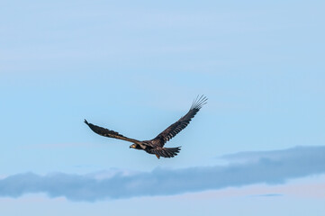 Bald Eagle (Haliaeetus leucocephalus) at Chowiet Island, Semidi Islands, Alaska, USA