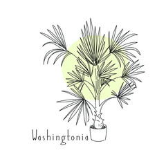 vector illustration plant washingtonia hand line contour and text