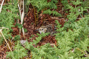 Берингийский песочник (Calidris ptilocnemis) Rock Sandpiper