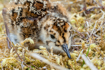 Берингийский песочник (Calidris ptilocnemis) Rock Sandpiper