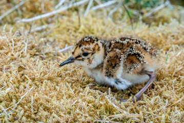 Берингийский песочник (Calidris ptilocnemis) Rock Sandpiper