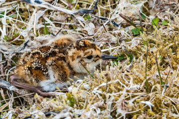 Берингийский песочник (Calidris ptilocnemis) Rock Sandpiper