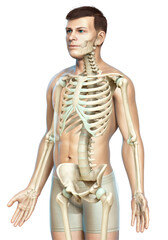 3d rendered, medically accurate illustration of a male skeleton system