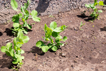 Young pea shoots in the garden. Concept of agriculture. Pea sprouts in the garden. Green head shoots. Fresh shoots. Healthy food. Sprouted peas in organic soil.